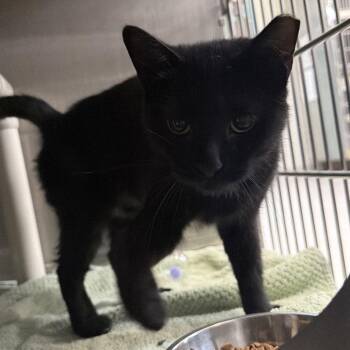 Wonder -  Domestic Short Hair Cat for Adoption in Indianapolis, Indiana - Wonder | PetCurious