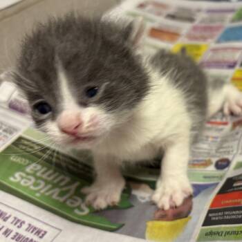 Domestic Long Hair Cats Available for Adoption - Cedrick | PetCurious