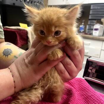 Orla -  Domestic Long Hair Cat for Adoption in Milan, Illinois - Orla | PetCurious