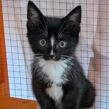 Rocky -  Domestic Short Hair Cat for Adoption in Nashville, Tennessee - Rocky | PetCurious