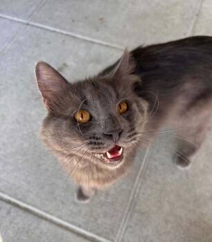 Grayson -  Domestic Long Hair Cat for Adoption in Burnaby, British Columbia - Grayson | PetCurious