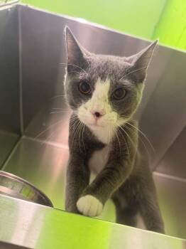 Carl -  Domestic Short Hair Cat for Adoption in Lincoln Park, Michigan - Carl | PetCurious