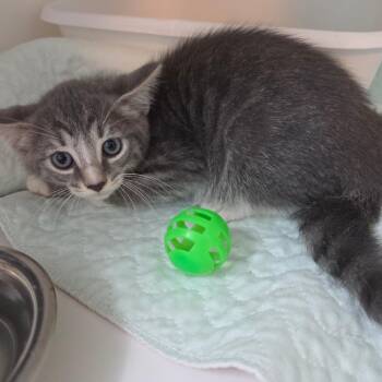 Sammy -  Domestic Short Hair Cat for Adoption in Jefferson City, Tennessee - Sammy | PetCurious