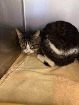 Rocco -  Domestic Short Hair Cat for Adoption in Ogdensburg, New York - Rocco | PetCurious