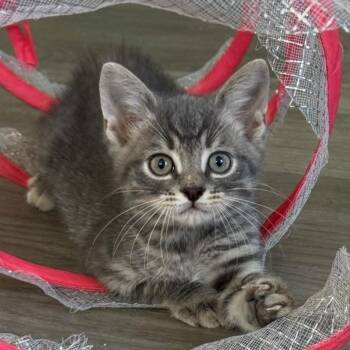 Milo -  Domestic Short Hair Cat for Adoption in Goshen, Indiana - Milo | PetCurious