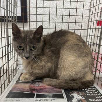 Domestic Short Hair Cats Available for Adoption in Leander, Texas - Charlotte | PetCurious