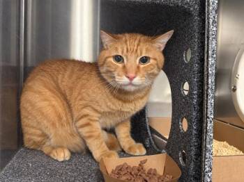 Percy -  Domestic Short Hair Cat for Adoption in New York, New York - Percy | PetCurious