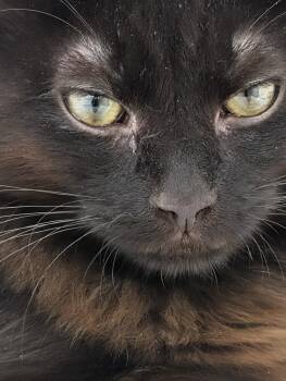 Wizard -  Domestic Medium Hair Cat for Adoption in Monrovia, California - Wizard | PetCurious
