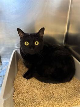 Rescue Domestic Short Hair Cats for Adoption in Roseville, California - Mal | PetCurious