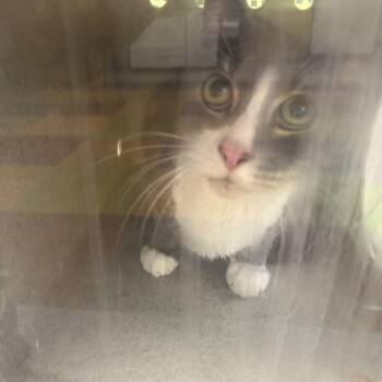 Casper -  Domestic Short Hair Cat for Adoption in Philadelphia, Pennsylvania - Casper | PetCurious