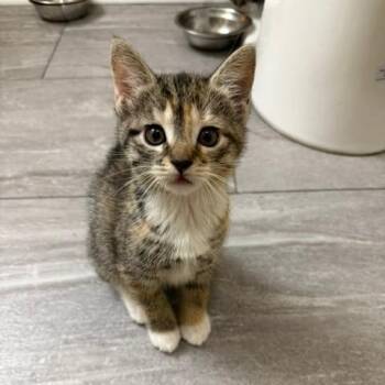 Frito -  Domestic Short Hair Cat for Adoption in Lynchburg, Virginia - Frito | PetCurious