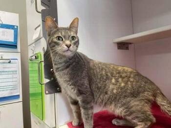 Domestic Short Hair Cats Available for Adoption in Bolivar, Missouri - Toothless | PetCurious
