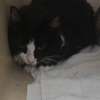 Jill -  Domestic Short Hair Cat for Adoption in Blue Ridge, Georgia - Jill | PetCurious