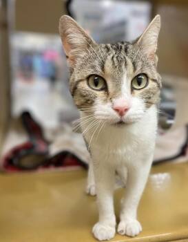 Whistle -  Domestic Short Hair and Tabby Cat for Adoption in Pearland, Texas - Whistle | PetCurious