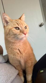 Domestic Short Hair Cats Available for Adoption - Wicklow Wolf | PetCurious