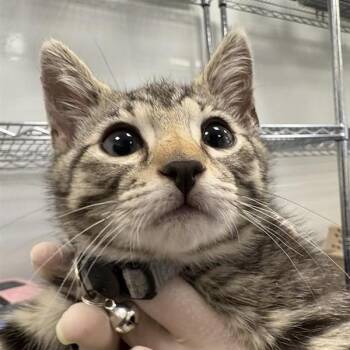 Flash -  Domestic Short Hair Cat for Adoption in Bentonville, Arkansas - Flash | PetCurious