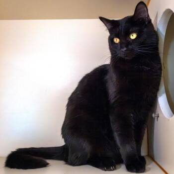 Siren -  Domestic Short Hair Cat for Adoption in South Elgin, Illinois - Siren | PetCurious