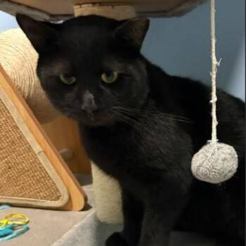 Mavro -  Domestic Short Hair Cat for Adoption in Nashville, Tennessee - Mavro | PetCurious