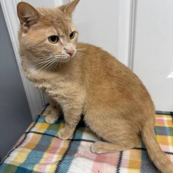 Domestic Short Hair Cats Available for Adoption in Granville, Ohio - Butters | PetCurious