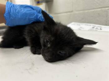 Domestic Short Hair Cats Available for Adoption in Chula Vista, California - A271465 | PetCurious
