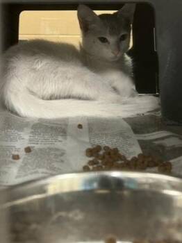 Brioche -  Domestic Short Hair Cat for Adoption in Wichita, Kansas - Brioche | PetCurious