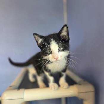 Domestic Short Hair Cats Available for Adoption in Brookings, South Dakota - Rubber Ducky | PetCurious