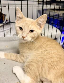 Hunter -  Domestic Short Hair Cat for Adoption in Bellmawr, New Jersey - Hunter | PetCurious