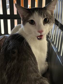 FREETTOO -  Domestic Short Hair Cat for Adoption in Las Vegas, Nevada - FREETTOO | PetCurious