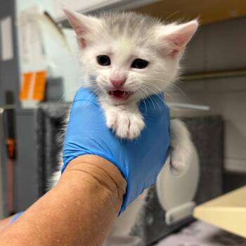 Domestic Short Hair Cats Available for Adoption in Greenville, South Carolina - South | PetCurious
