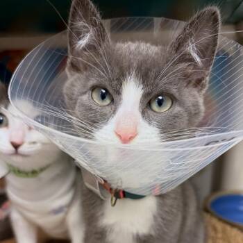 Cholula -  Domestic Short Hair Cat for Adoption in Woodinville, Washington - Cholula | PetCurious