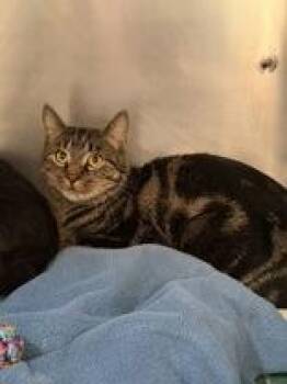 Rescue Domestic Short Hair Cats for Adoption in Manitowoc, Wisconsin - Jackson | PetCurious