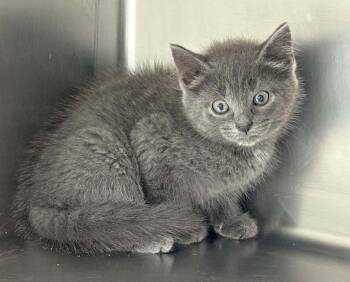 Lex -  Domestic Short Hair Cat for Adoption in Lexington, Virginia - Lex | PetCurious