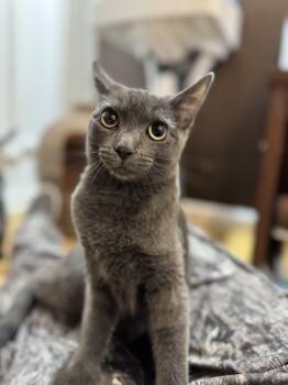 Rescue Domestic Short Hair Cats for Adoption in North Haven, Connecticut - Dani | PetCurious