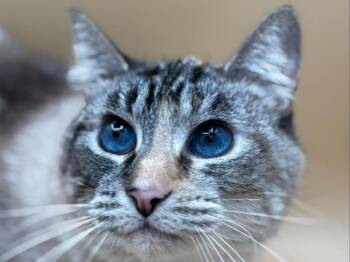 Star -  Domestic Short Hair Cat for Adoption in Portland, Oregon - Star | PetCurious