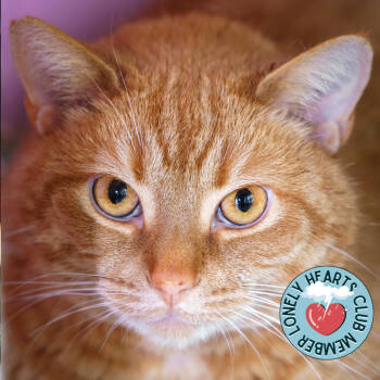 Rescue Domestic Short Hair Cats for Adoption in Lakewood, Colorado - Ginger | PetCurious