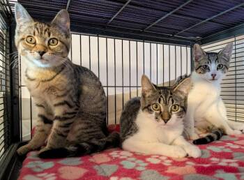 Hemlock -  Domestic Short Hair Cat for Adoption in Shelton, Washington - Hemlock | PetCurious
