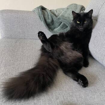 Willow -  Domestic Medium Hair Cat for Adoption in Manchester, Connecticut - Willow | PetCurious