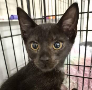 2026-91 Scuttle -  Domestic Short Hair Cat for Adoption in Windsor, Connecticut - 2026-91 Scuttle | PetCurious