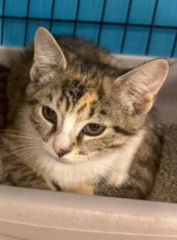 Nacho (Kitty) -  Domestic Short Hair Cat for Adoption in Ashville, Ohio - Nacho (Kitty) | PetCurious