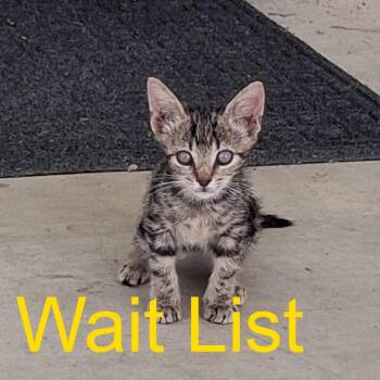 Iris -  Domestic Short Hair Cat for Adoption in Livingston, Texas - Iris | PetCurious