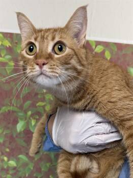 JAM -  Domestic Short Hair Cat for Adoption in San Antonio, Texas - JAM | PetCurious