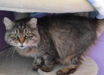 Aunt Viv -  Domestic Long Hair Cat for Adoption - Aunt Viv | PetCurious