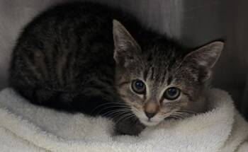 Rescue Domestic Short Hair Cats for Adoption in Spartanburg, South Carolina - Dawn | PetCurious