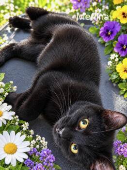 Merlina -  Domestic Short Hair Cat for Adoption in Oviedo, Florida - Merlina | PetCurious