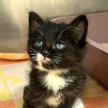 Domestic Short Hair Cats Available for Adoption in Walnut Creek, California - Mojito | PetCurious