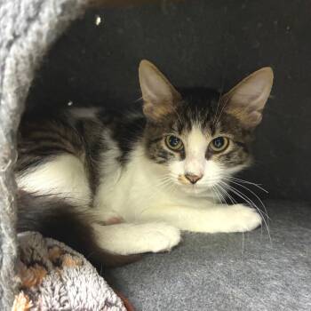 Dubois -  Domestic Medium Hair Cat for Adoption in Brownsboro, Alabama - Dubois | PetCurious