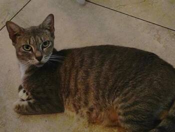 ASHA -  Domestic Short Hair Cat for Adoption in Fort Lauderdale, Florida - ASHA | PetCurious