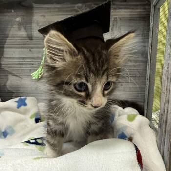 Lord Rogers -  Domestic Short Hair Cat for Adoption in Lynchburg, Virginia - Lord Rogers | PetCurious