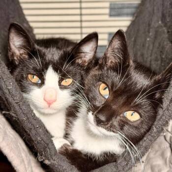 Apollo -  Domestic Short Hair Cat for Adoption in Westhampton, New York - Apollo | PetCurious