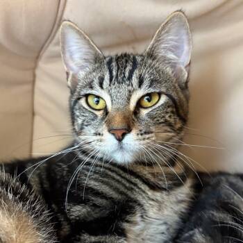 Rescue Domestic Short Hair Cats for Adoption in Redwood City, California - Ashley | PetCurious